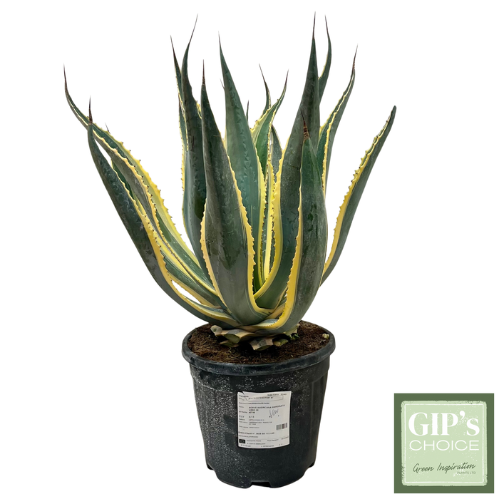 <h4>Agave americana marginata P30</h4>
