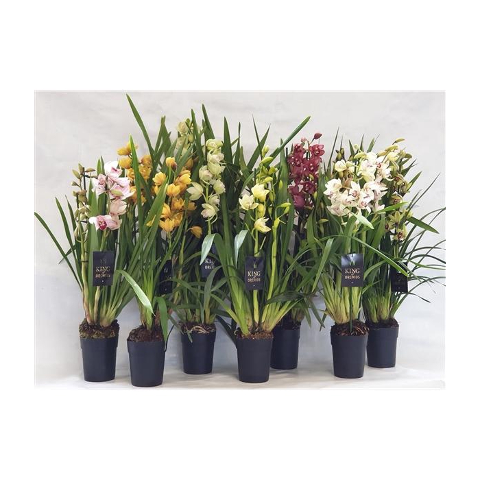 <h4>KINGofORCHIDS 3/4 tak 4 kleuren MIX</h4>