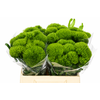 Dianthus Br Kiwi Mellow