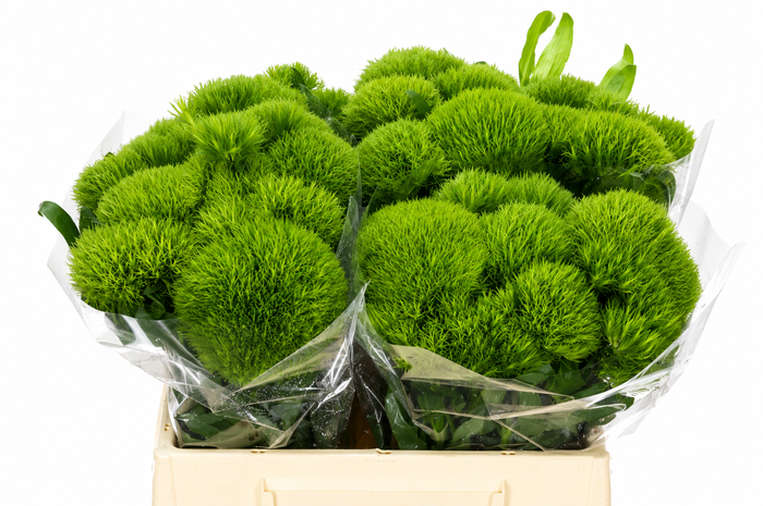 Dianthus Br Kiwi Mellow