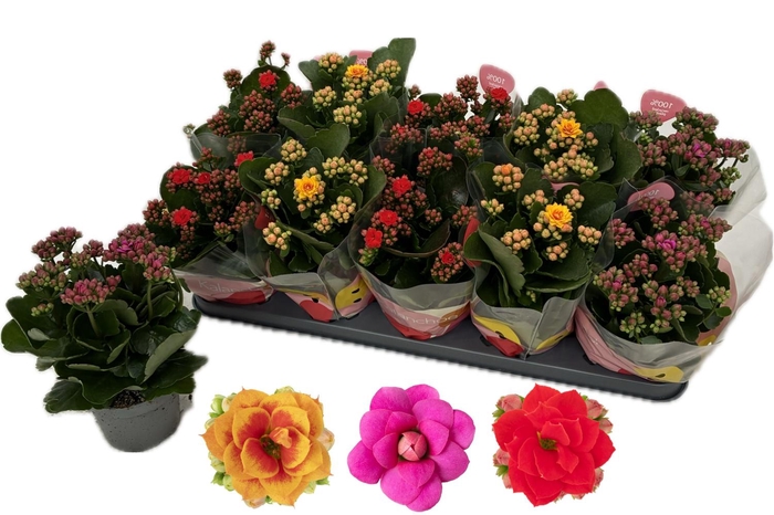 <h4>KAL GE RF MIXK</h4>