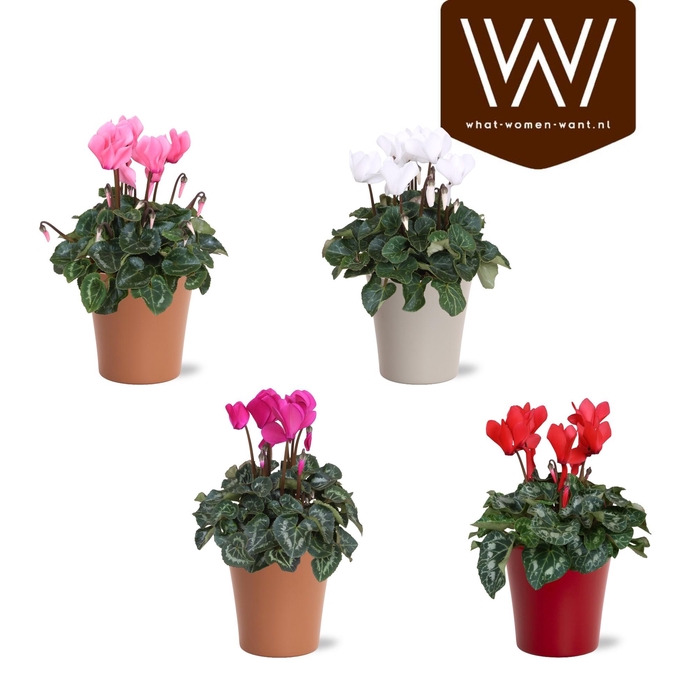 <h4>Collectie "Fruity Blend" Cyclamen mix in gekleurd lotte keramiek</h4>