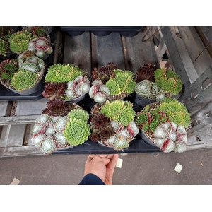 Sempervivum overig