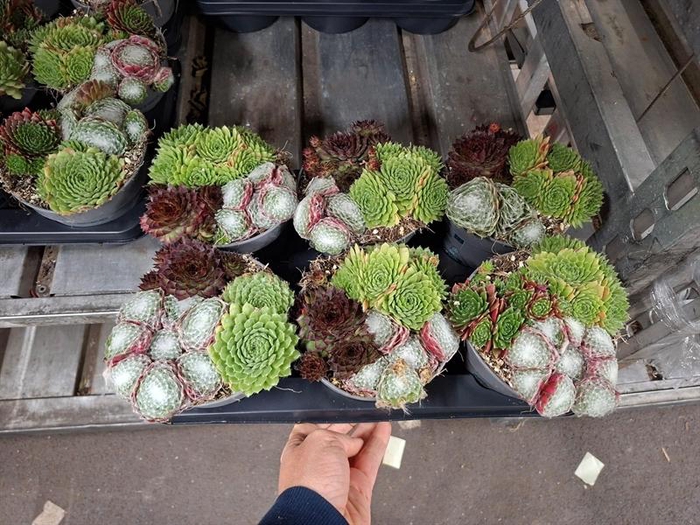 Sempervivum overig