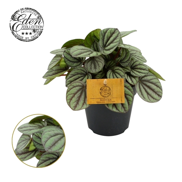<h4>Peperomia Mistique 12cm</h4>