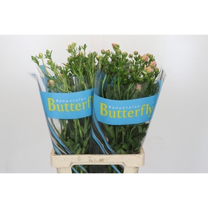 Ranunculus Butterfly Eris