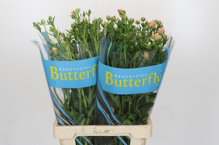 Ranunculus Butterfly Eris