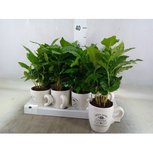 Coffea arabica