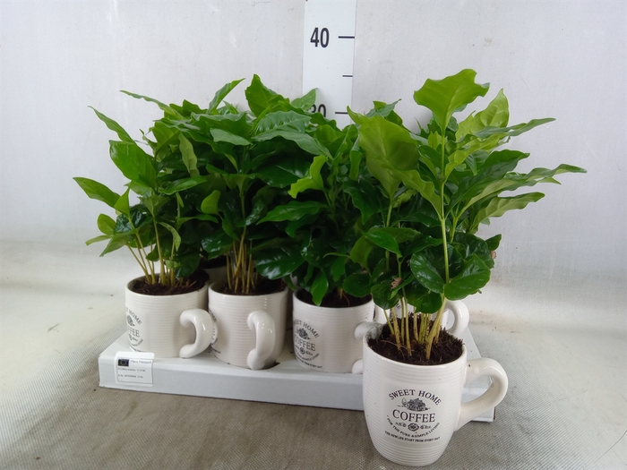 <h4>Coffea arabica</h4>