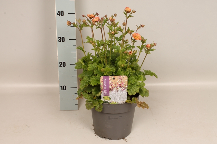 vaste planten 19 cm  Geum Mai Tai