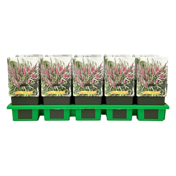 <h4>Veronica spicata Anniversary Rose</h4>