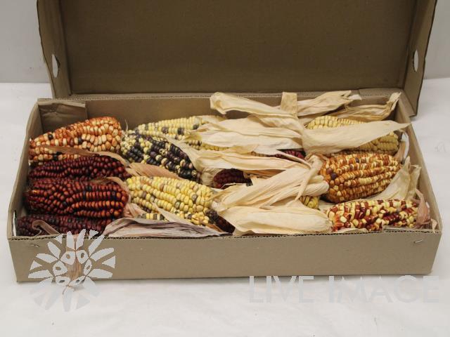 <h4>Zea (mais) large mix</h4>