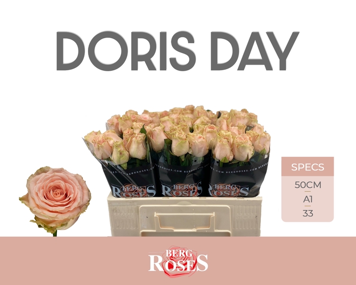 <h4>R GR DORIS DAY</h4>