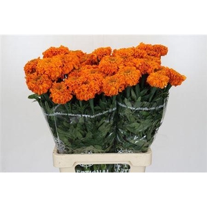 Tagetes E Promise Orange