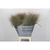 Panicum Heavy Metall