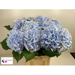 HYDR M APHRODITE BL