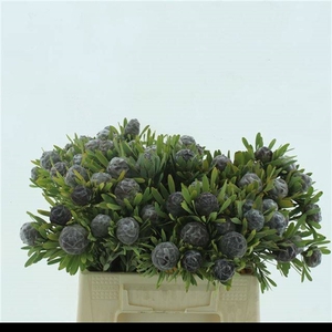 LEUCAD PUBESCENS