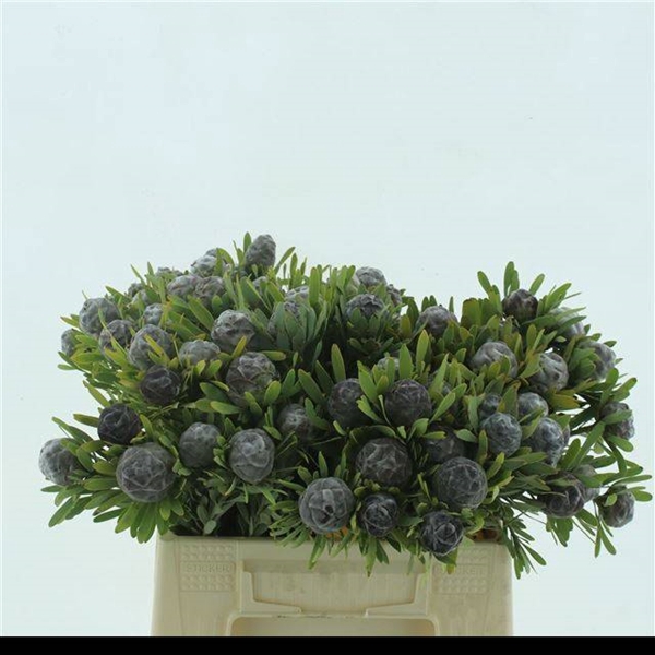 <h4>LEUCAD PUBESCENS</h4>