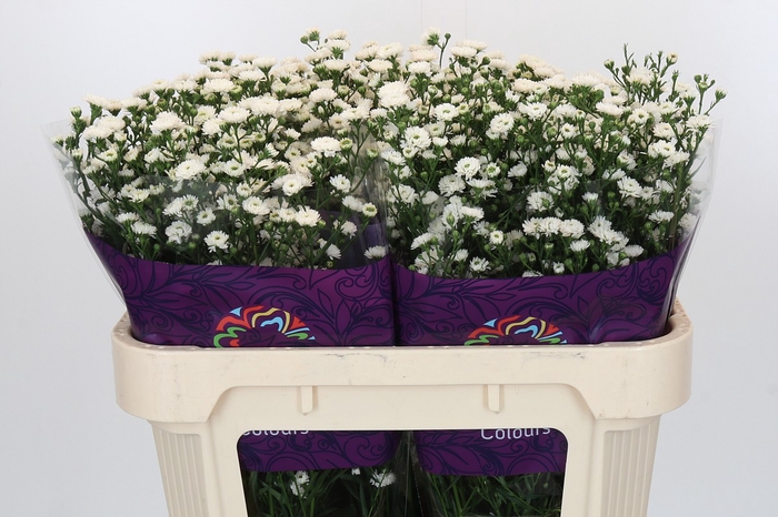<h4>Aster White Gypsy</h4>