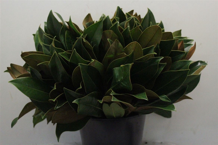 <h4>Magnolia Leaves P Stem</h4>