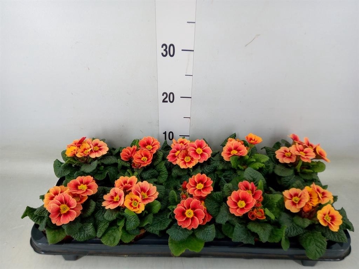 <h4>Primula ac. 'Cottage'</h4>