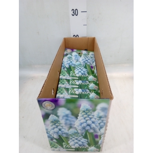 Muscari   ...flowerbulbs