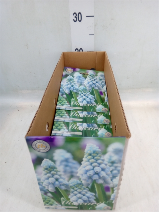<h4>Muscari   ...flowerbulbs</h4>