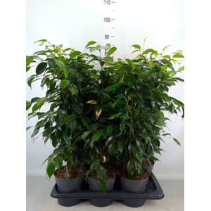 Ficus benja. 'Danielle'