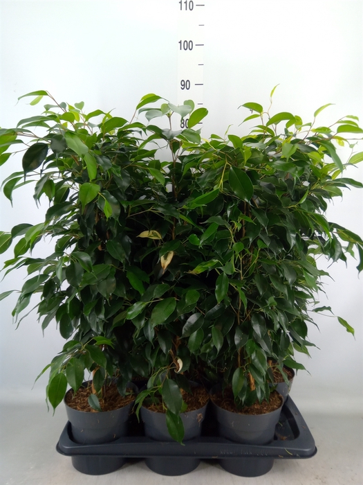 <h4>Ficus benja. 'Danielle'</h4>
