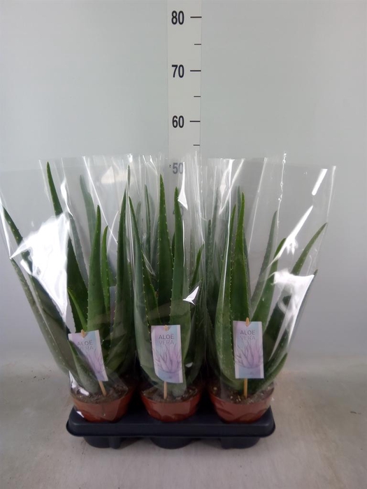 <h4>Aloe vera</h4>