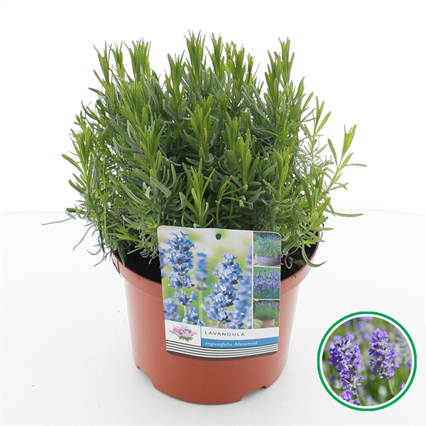 <h4>Lavandula angustifolia 'Munstead' C5 (23cm.)</h4>