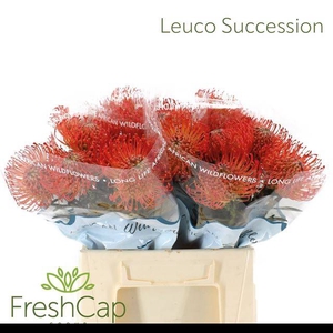 LEUCO CO SUCCESSION