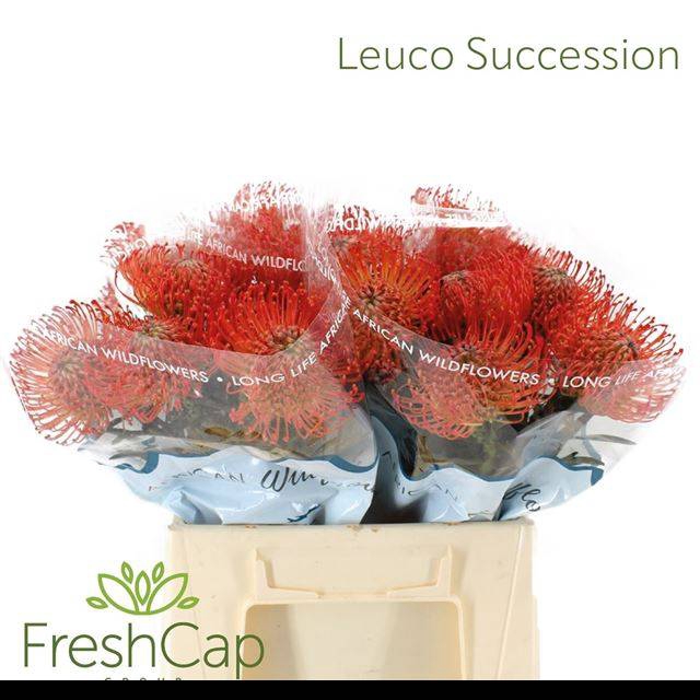 <h4>LEUCO CO SUCCESSION</h4>