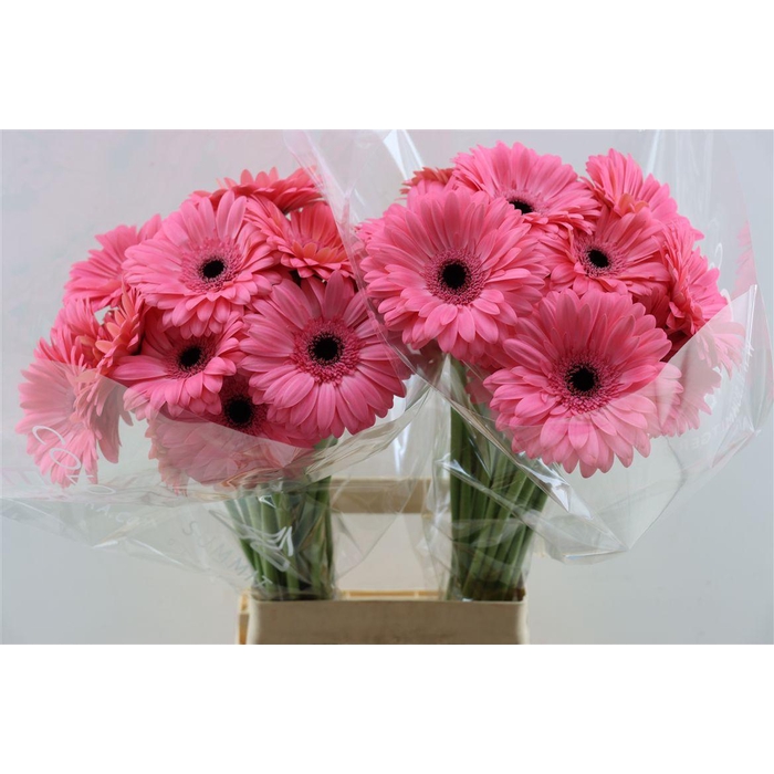 <h4>Ge Gr Joyride</h4>