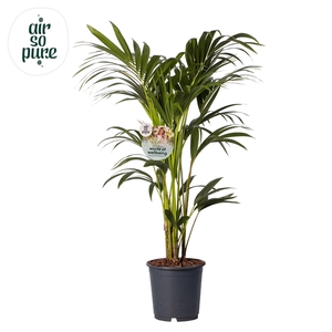 KENTIA - P24 H120 - 6PP - Air So Pure (Howea forsteriana)