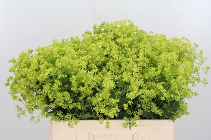 <h4>Alchimella Robusta</h4>