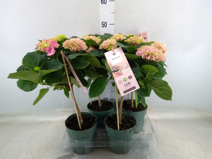 <h4>Hydrangea mac. 'Magical Revolution'</h4>