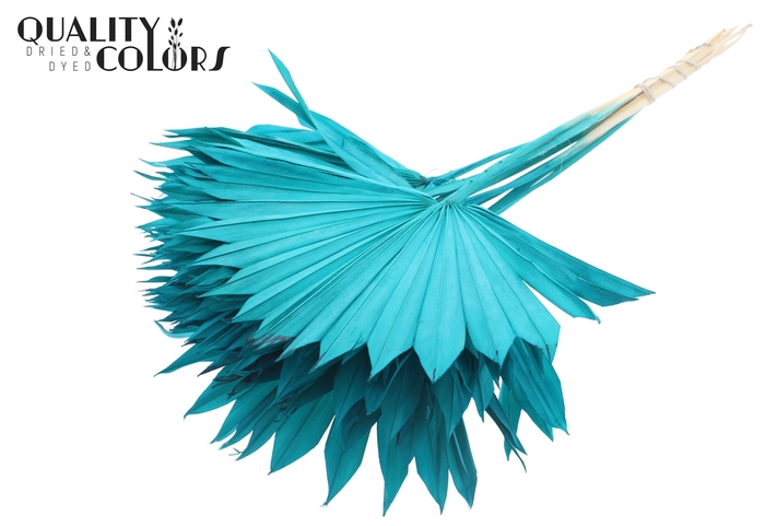 Sun Spear per stem Bleached Turquoise