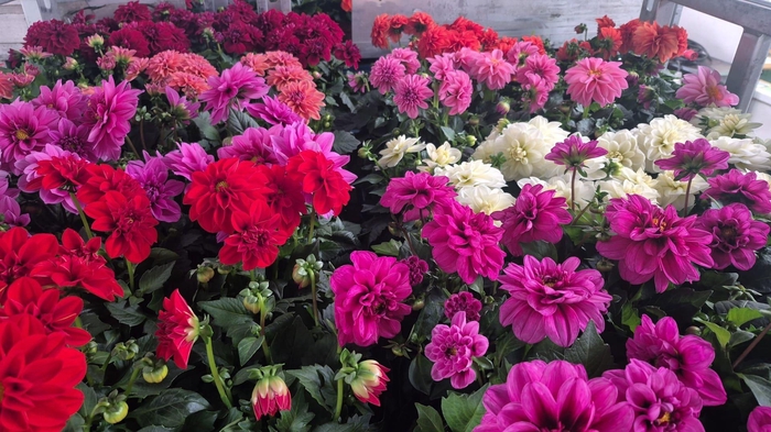 <h4>DAHLIA ROYAL GEM</h4>