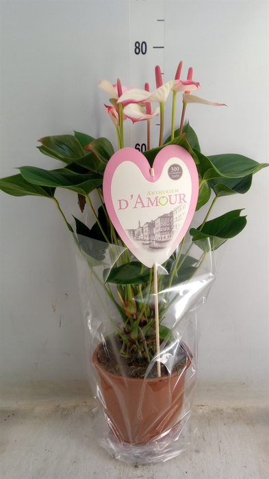 <h4>Anthurium  'Pr. Amalia Elegance'</h4>