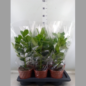 Clusia rosea 'Princess'