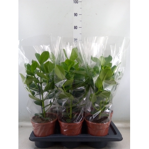 Clusia rosea 'Princess'