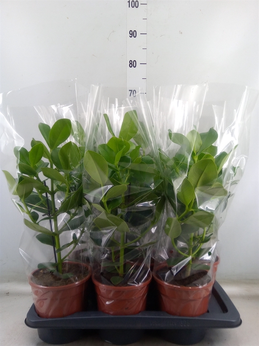 <h4>Clusia rosea 'Princess'</h4>