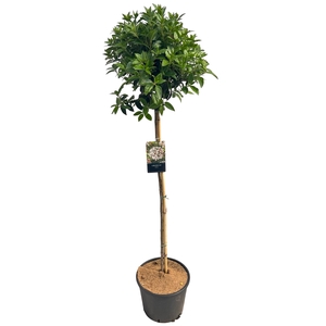 Viburnum tinus sense 100cm stam