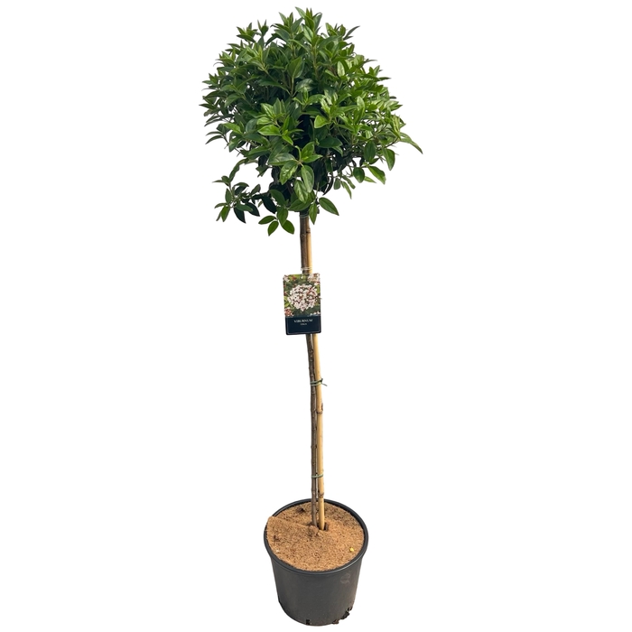 <h4>Viburnum tinus sense 100cm stam</h4>