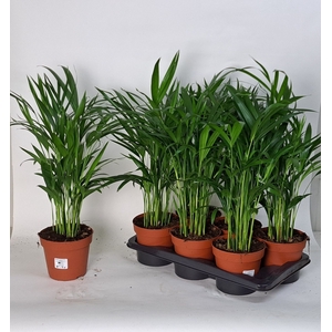 DYPSIS LUTESCENS