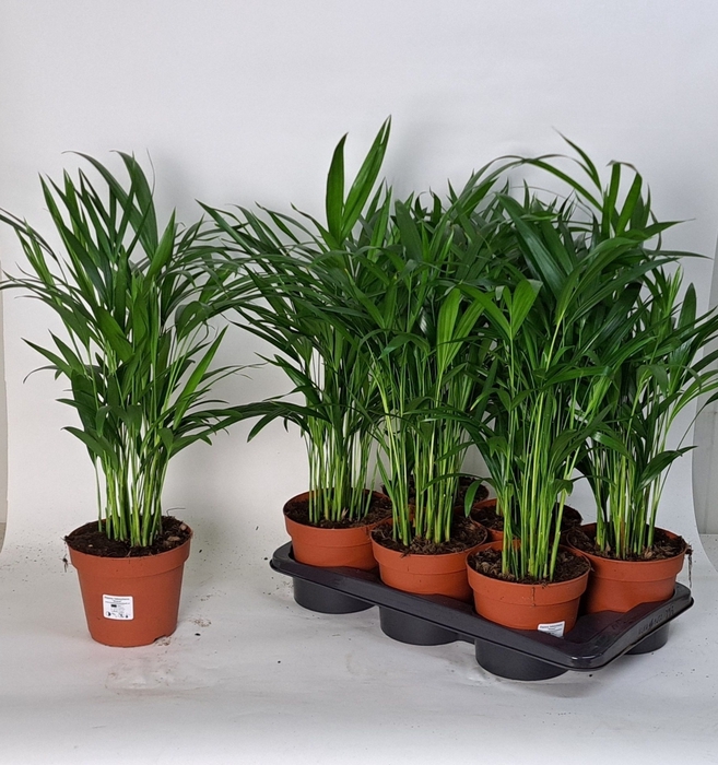 <h4>DYPSIS LUTESCENS</h4>