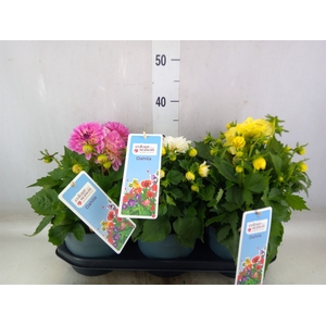 Dahlia  'Dalina Maxi'  ...mix