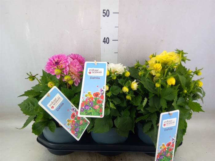 <h4>Dahlia  'Dalina Maxi'  ...mix</h4>