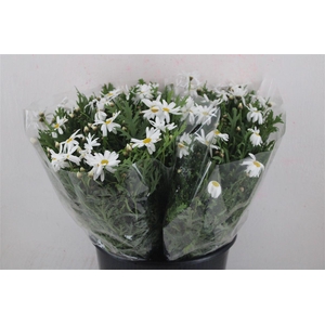Margriet White Extra P Stem
